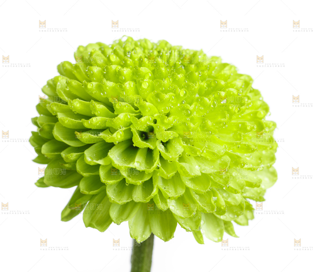 白底上放着绿色绣球菊