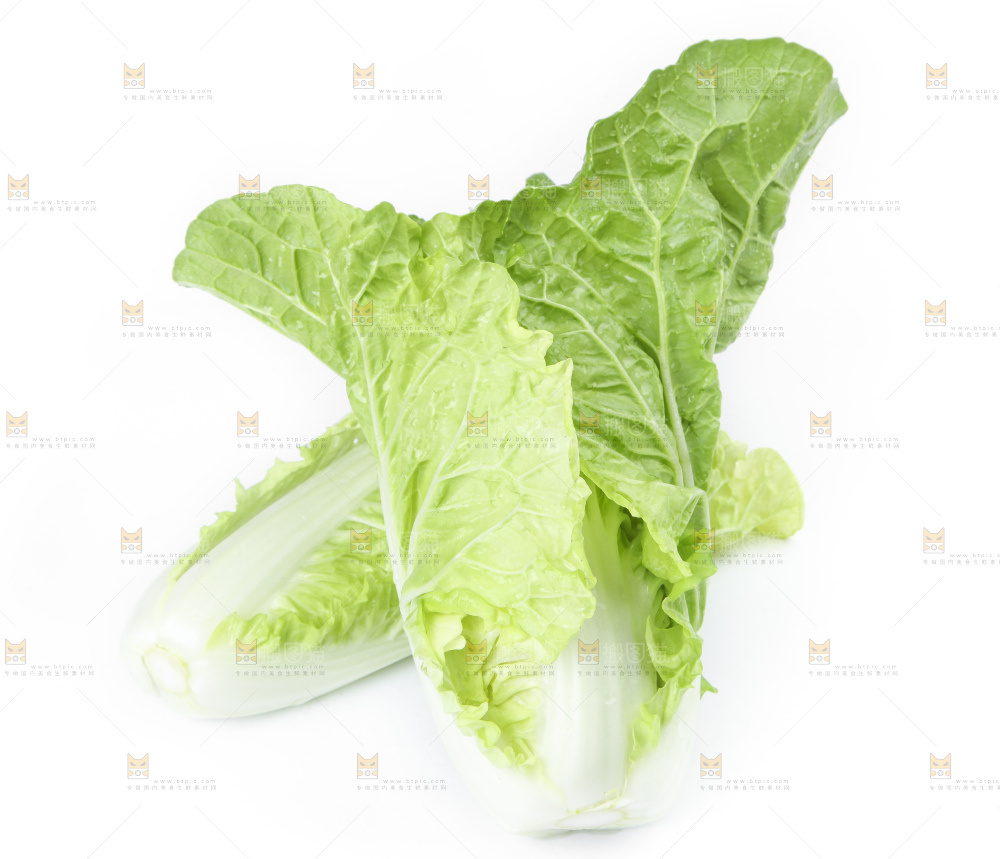 白底上放着大白菜