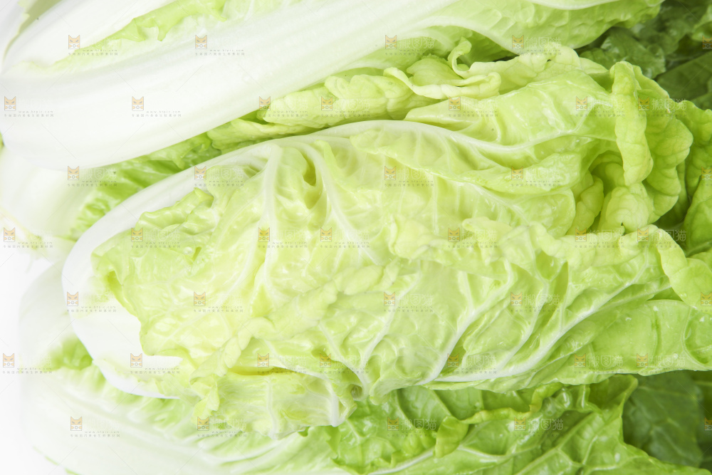 白底上放着大白菜