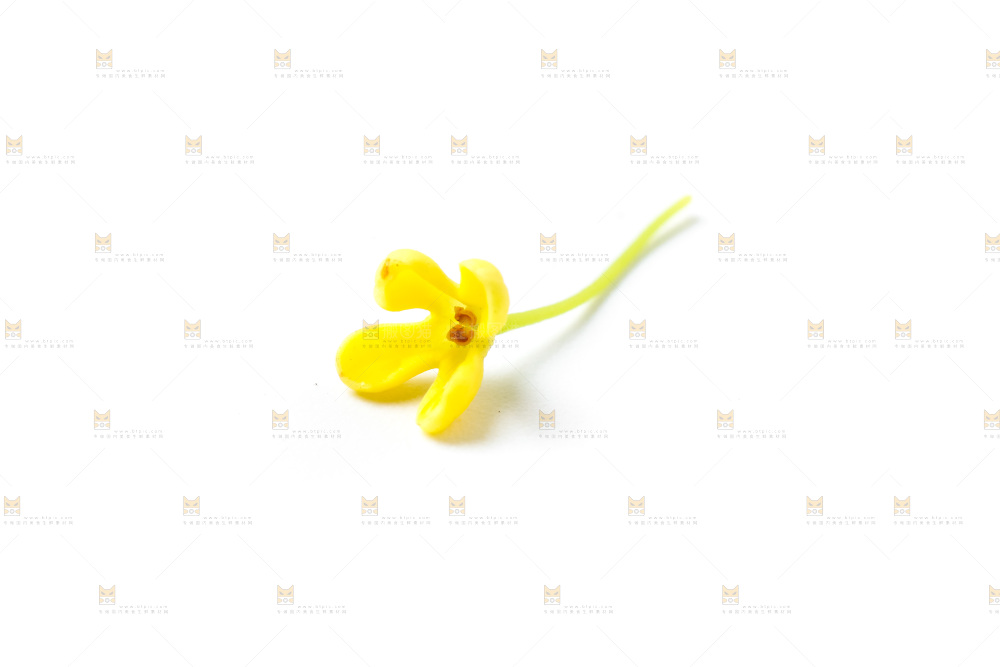 白底上放着新鲜桂花