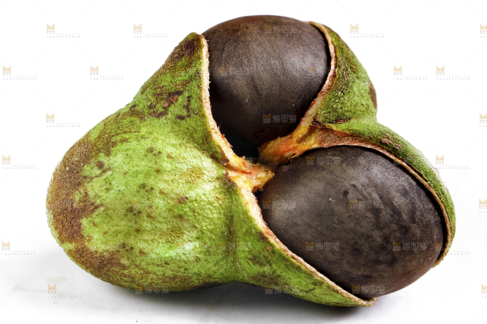 白底上摆放着茶树果