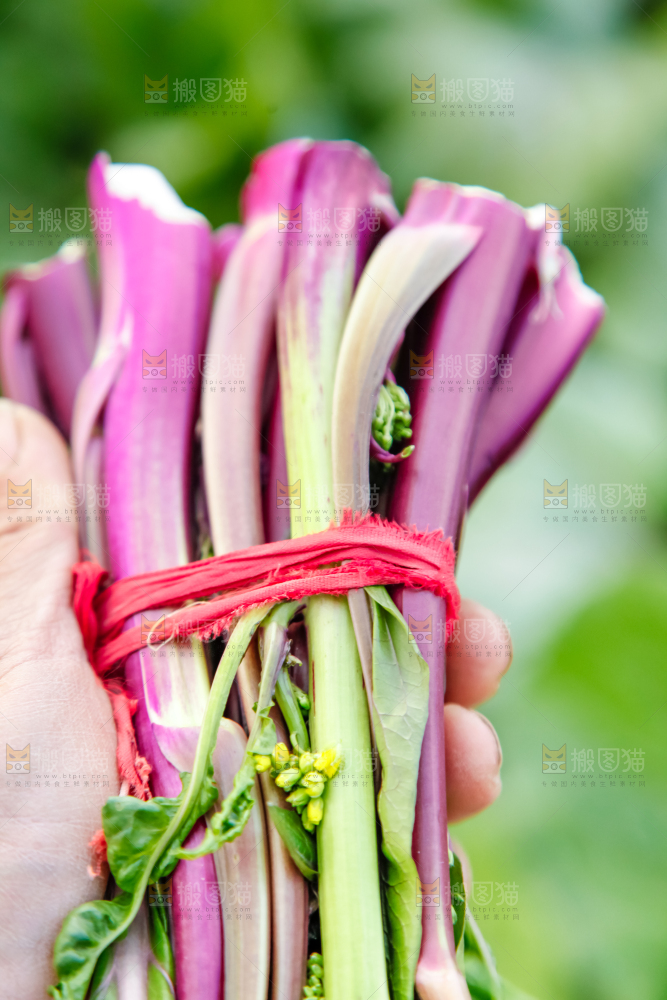 手里拿着紫菜苔