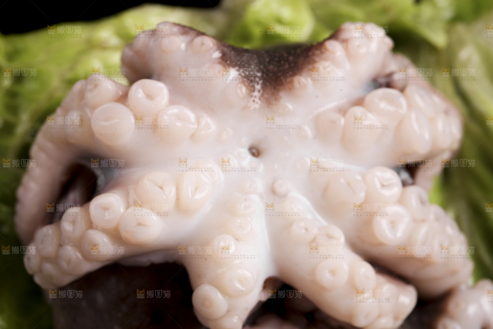 黑底上放着大连章鱼