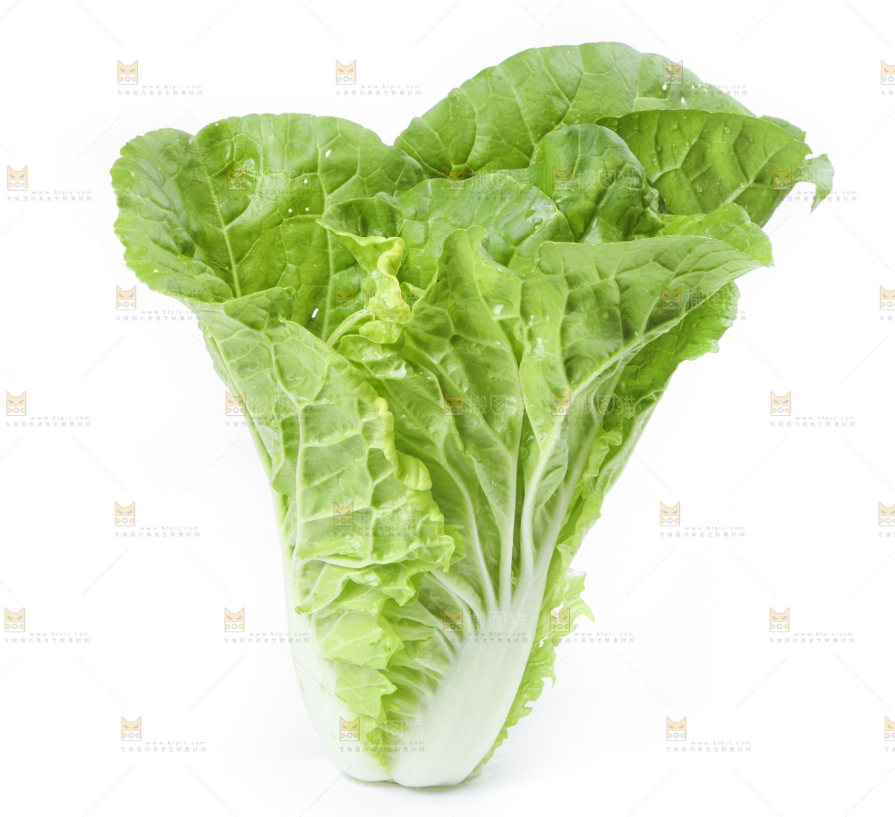 白底上放着大白菜