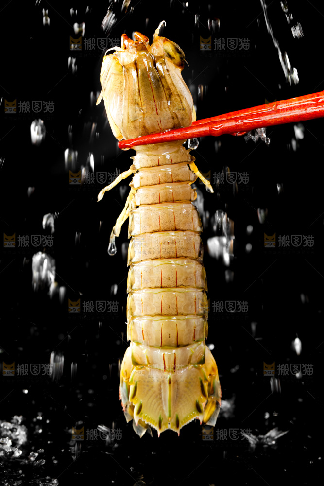 筷子上夹着虾姑