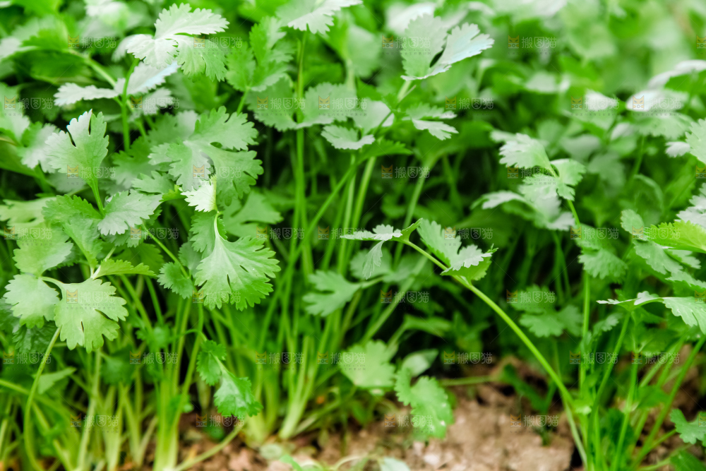地里种着蔬菜