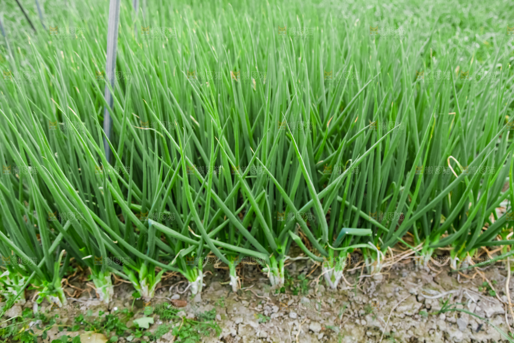 地里长着小葱
