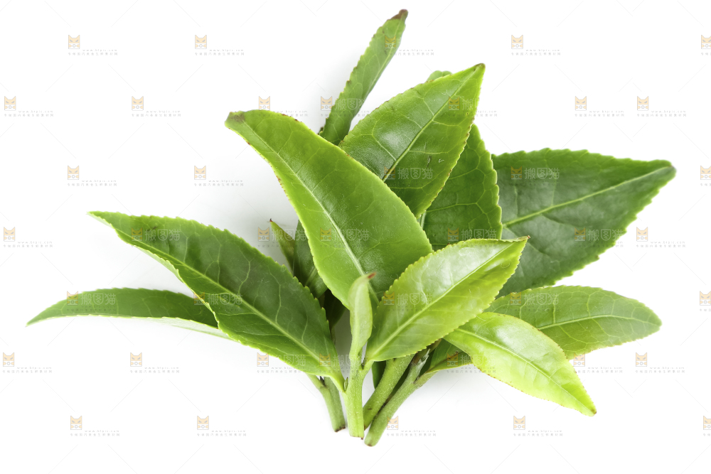 白底上的茶叶