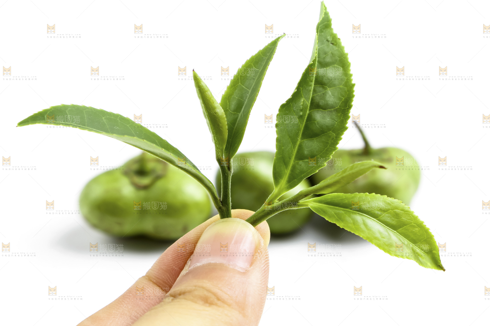 白底上摆放着茶叶子