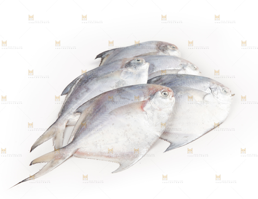 白底上的深海银鲳鱼