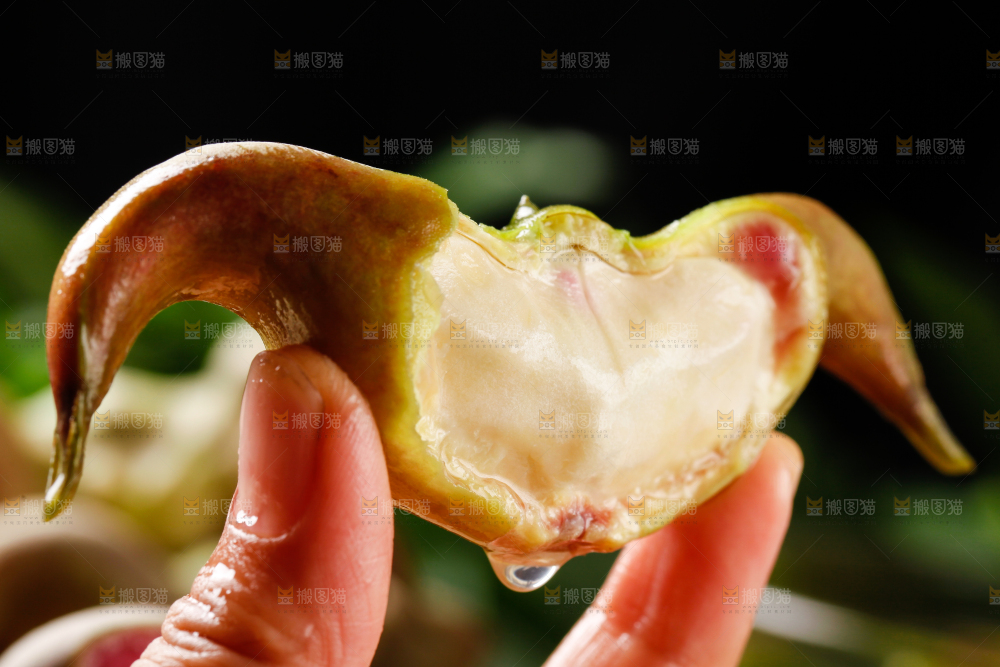 手里拿着新鲜菱角