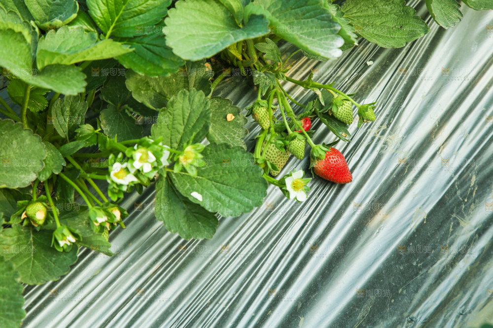 草莓种植基地