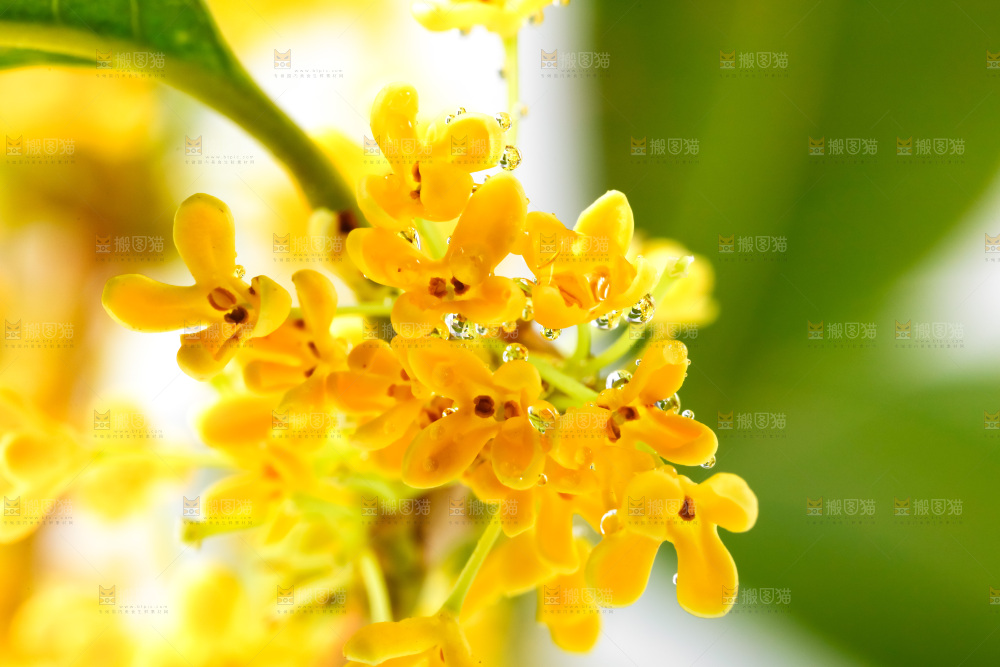白底上放着新鲜桂花