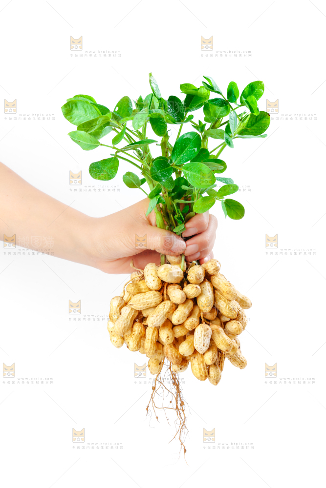 白底上手里拿着新鲜带壳花生