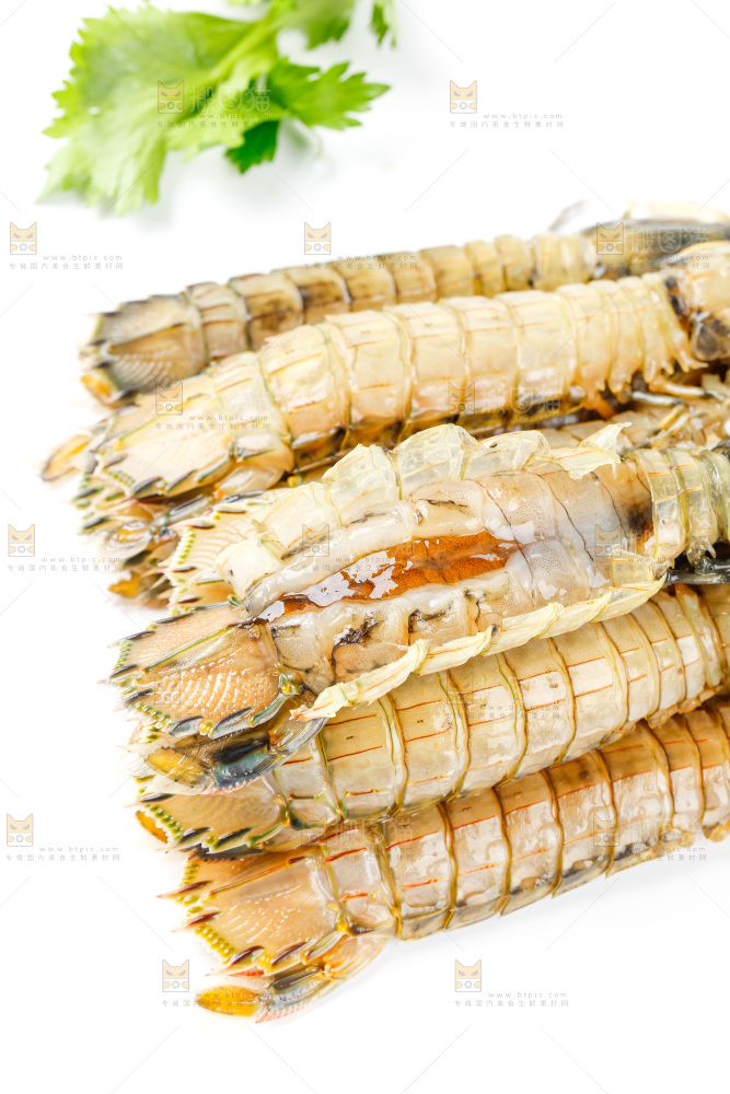 白底上的皮皮虾