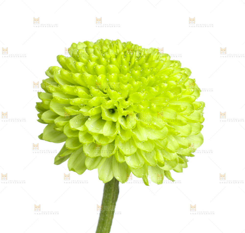 白底上放着绿色绣球菊