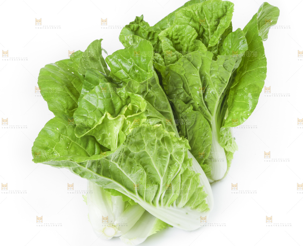 白底上放着大白菜