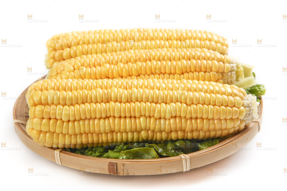 白底上的新鲜玉米