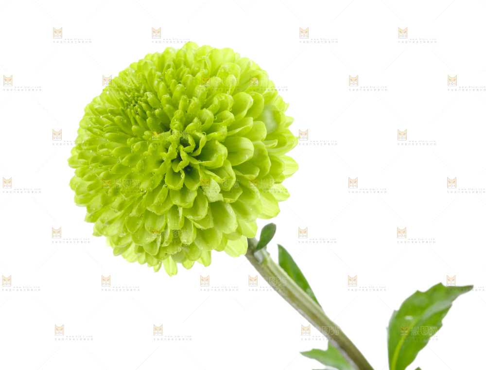 白底上放着绿色绣球菊