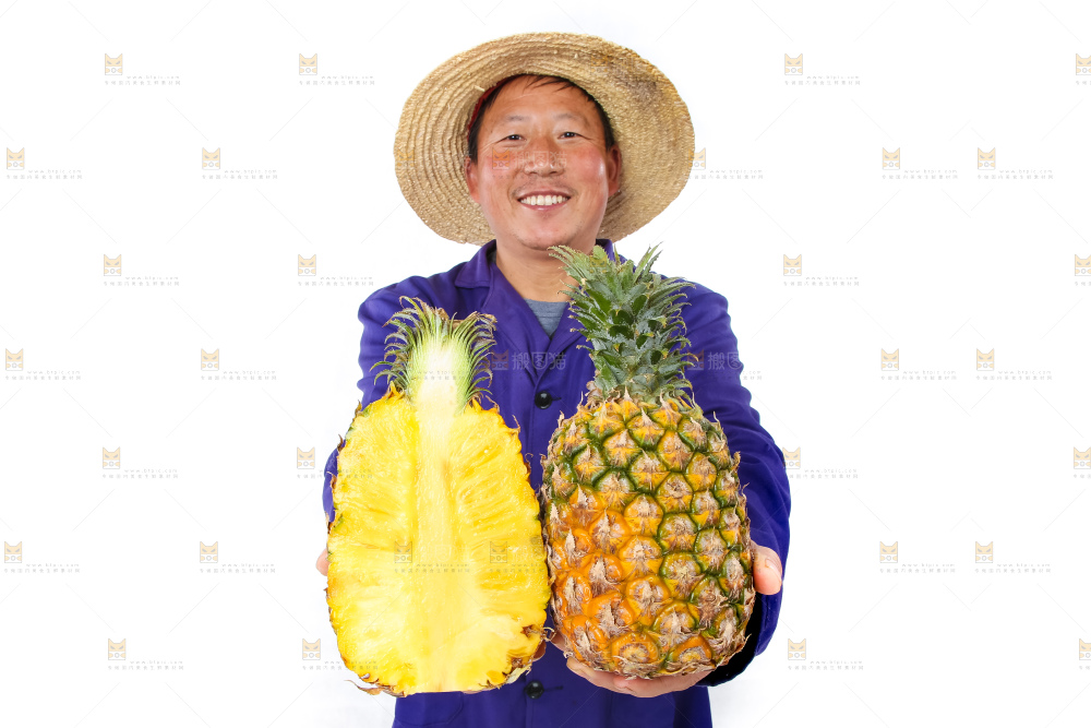 农民手里拿着香水菠萝