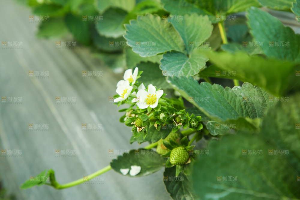 草莓种植基地