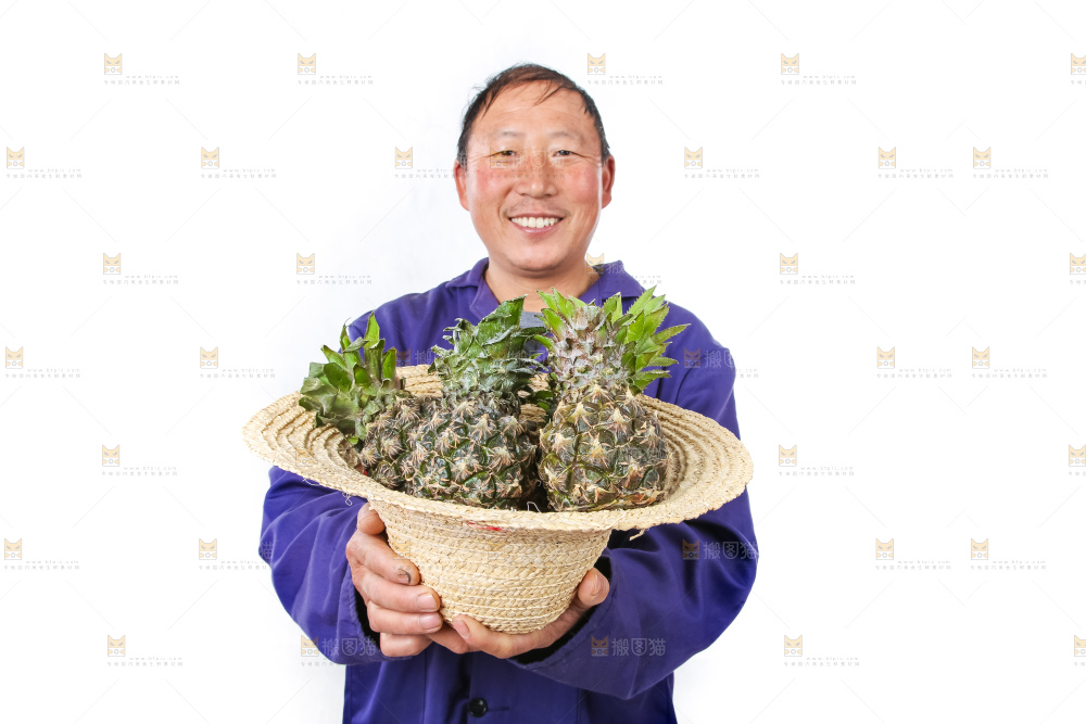 农民手里拿着泰国小菠萝