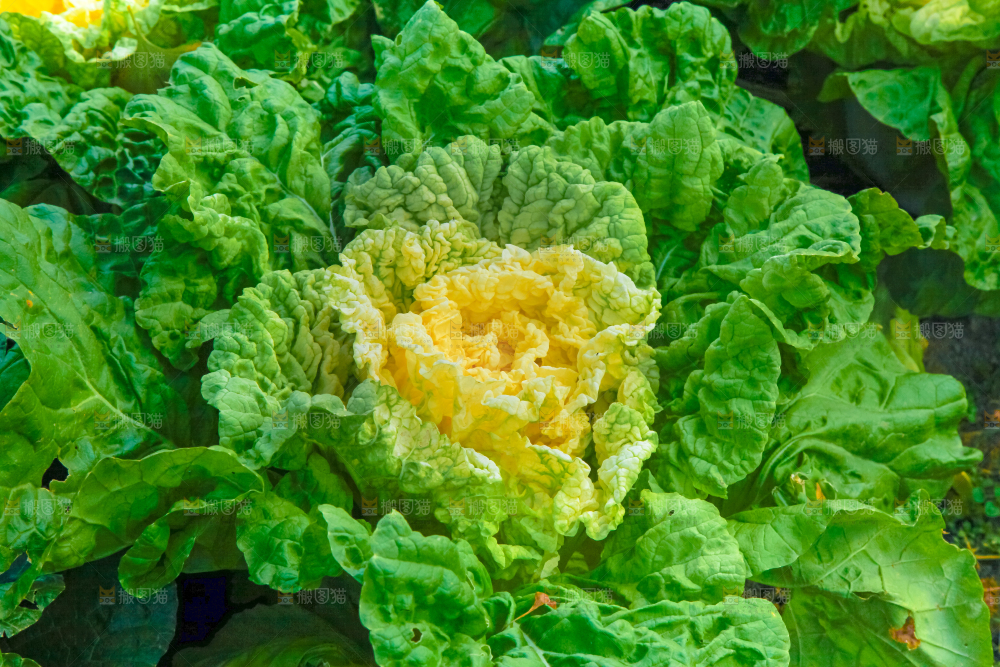 白菜产地