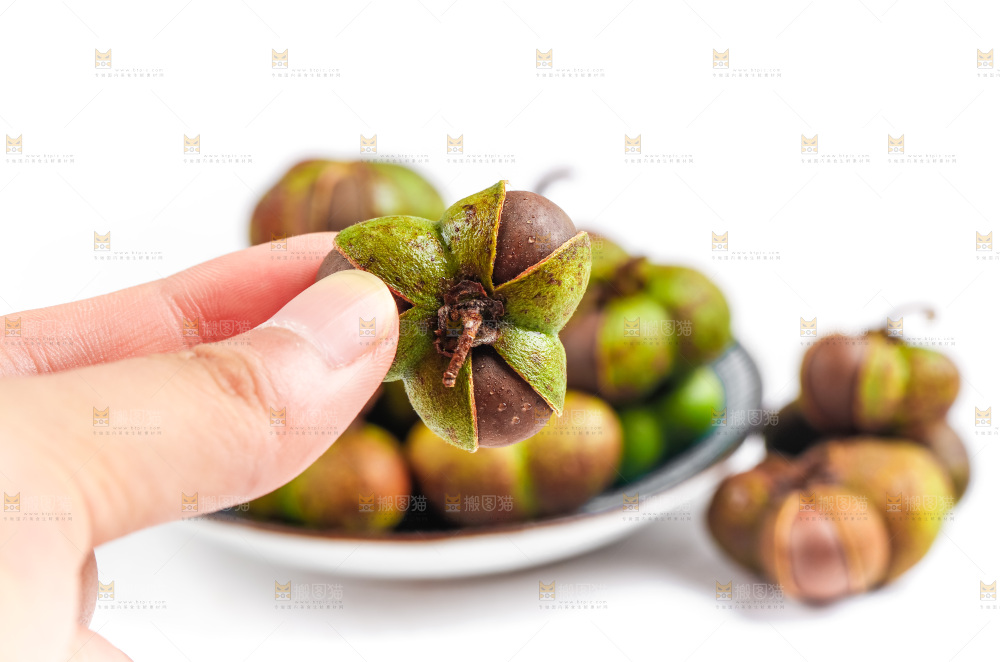 手里拿着茶树果