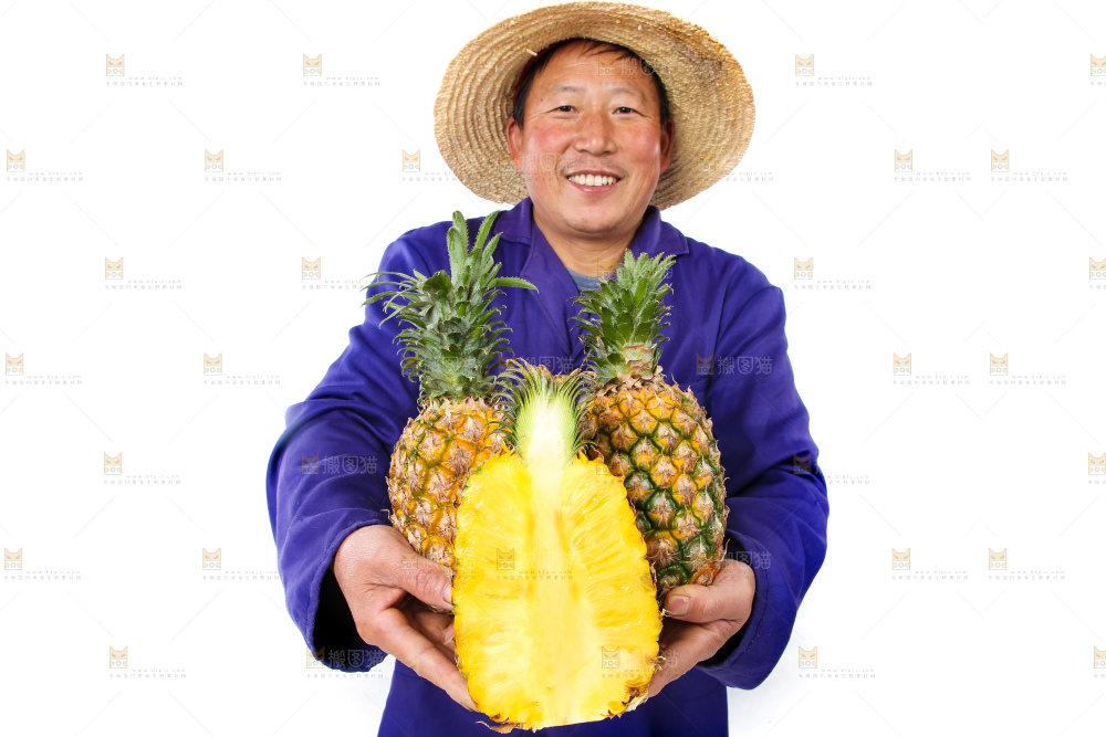 农民手里拿着香水菠萝