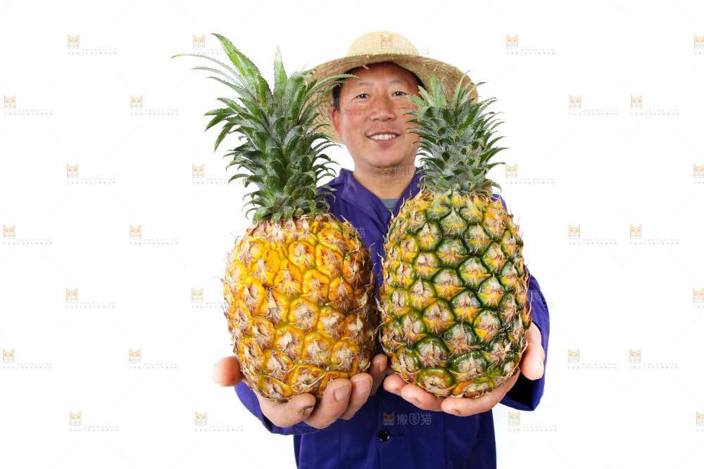 农民手里拿着香水菠萝