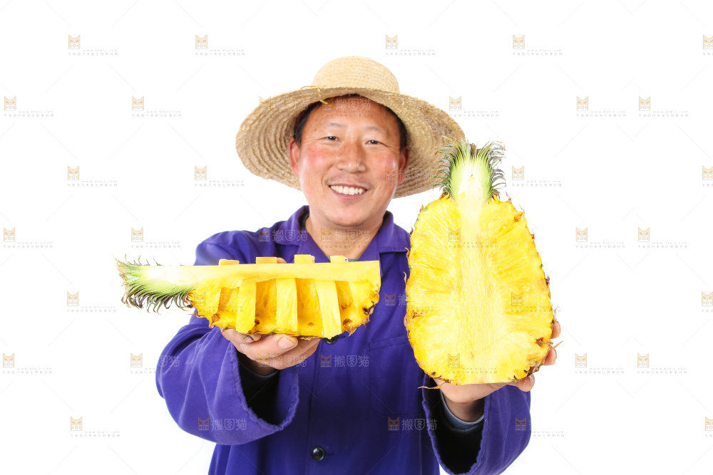 农民手里拿着香水菠萝