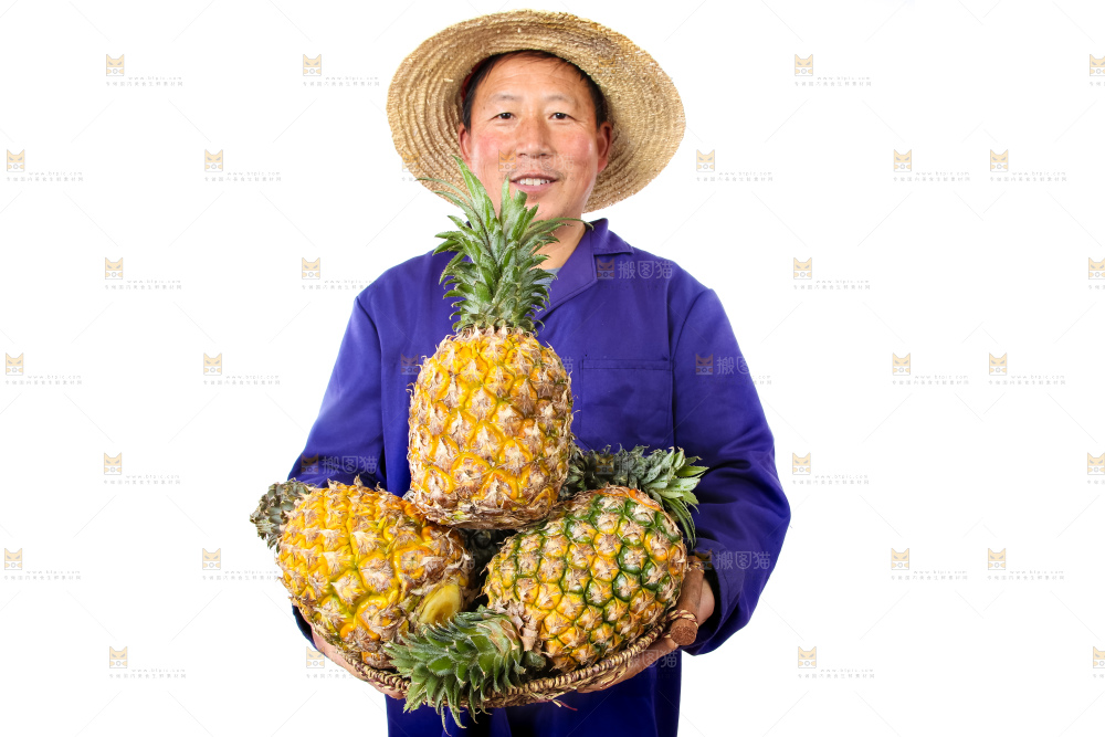 农民手里拿着香水菠萝