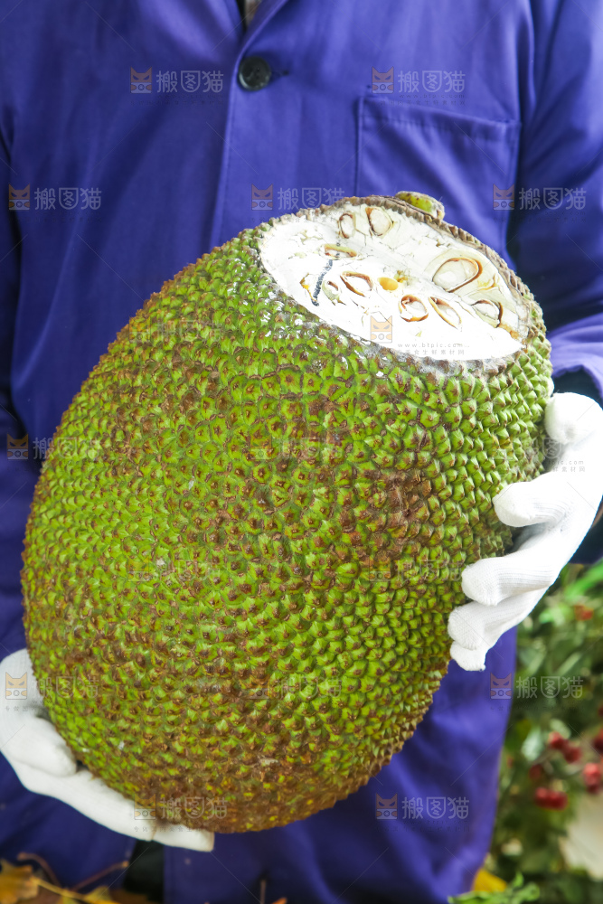 浅底上的泰国红心菠萝蜜