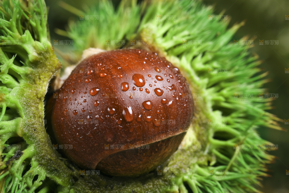 手里拿着新鲜板栗