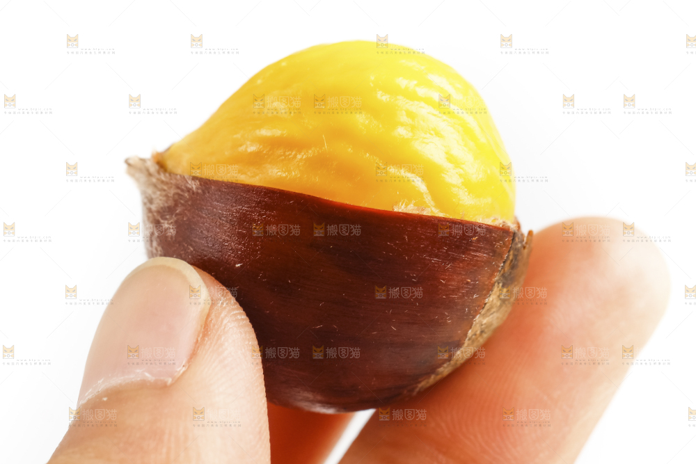 白底上的生板栗