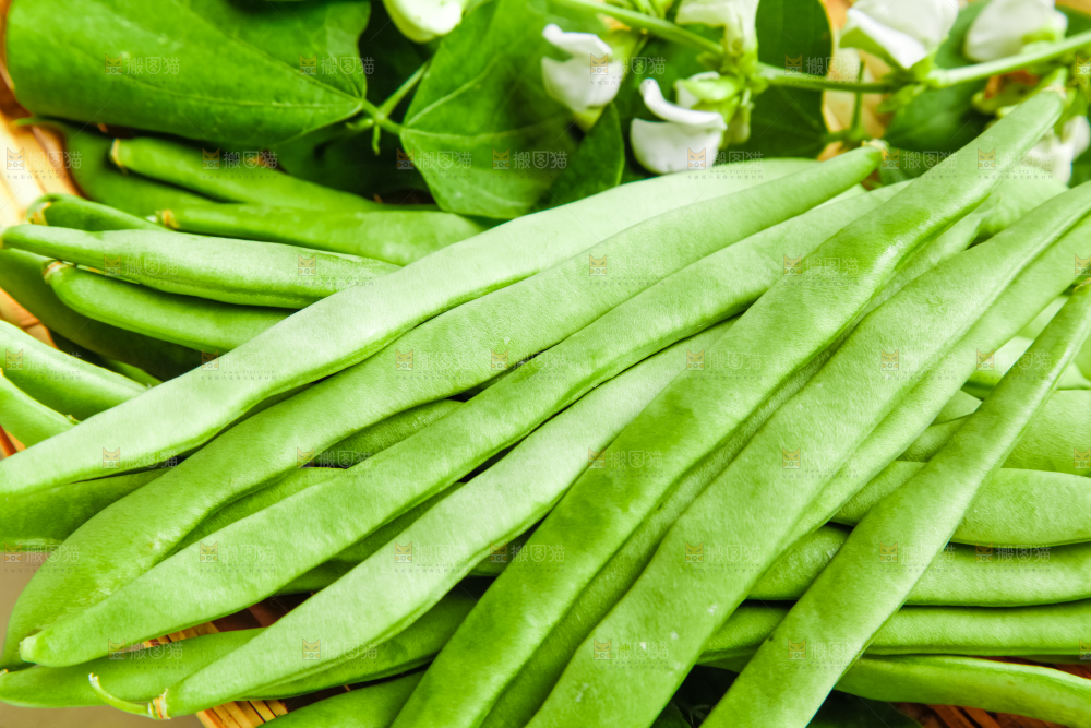 白底上的四季豆