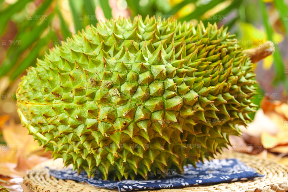 浅底上放着金枕榴莲