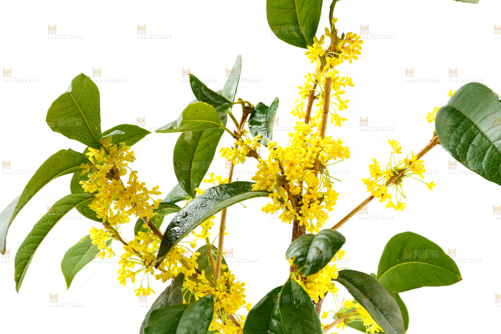 白底上放着新鲜桂花