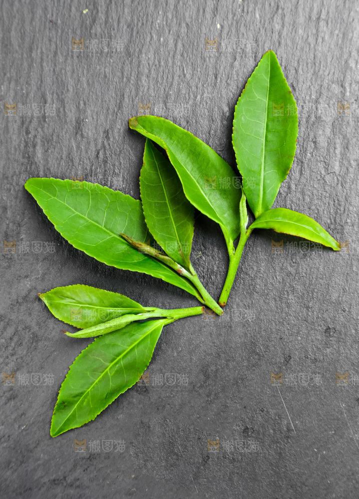 白底上放着绿茶叶