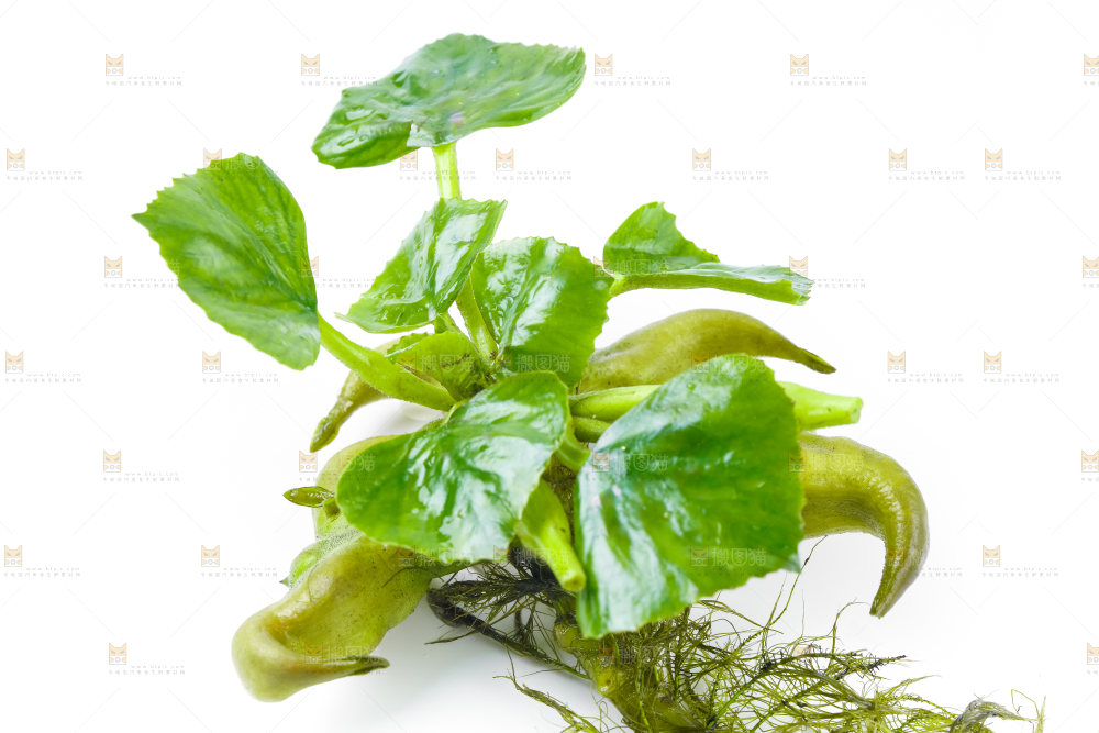浅底上的新鲜菱角