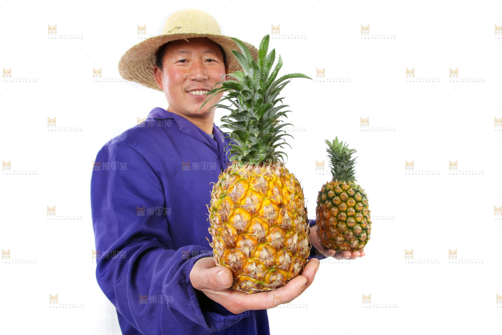 农民手里拿着香水菠萝