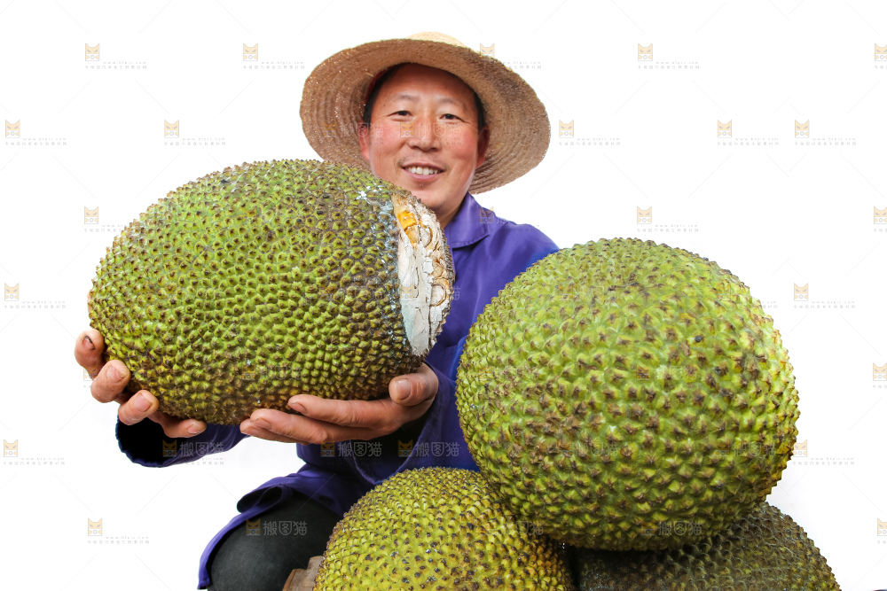 农民手里拿着菠萝蜜