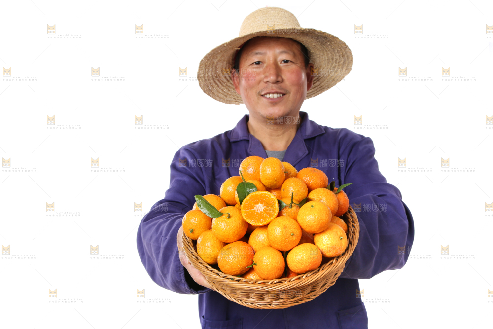 农民手里捧着广西砂糖橘