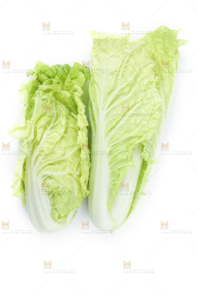白底上放着大白菜