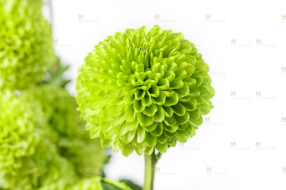白底上放着绿色绣球菊