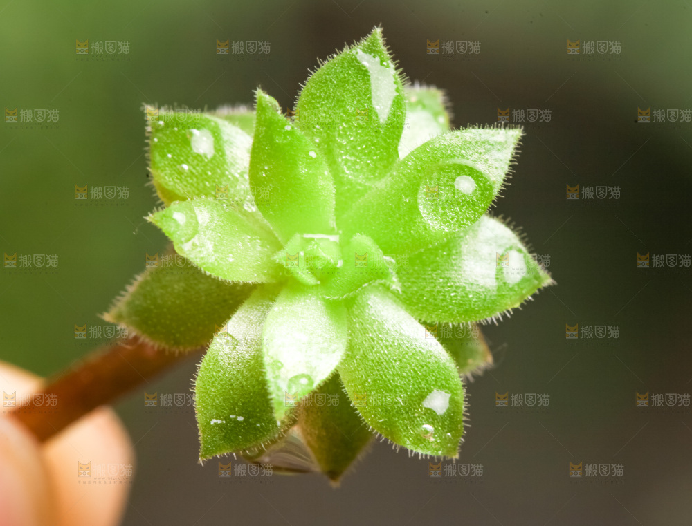 深底上放着多肉