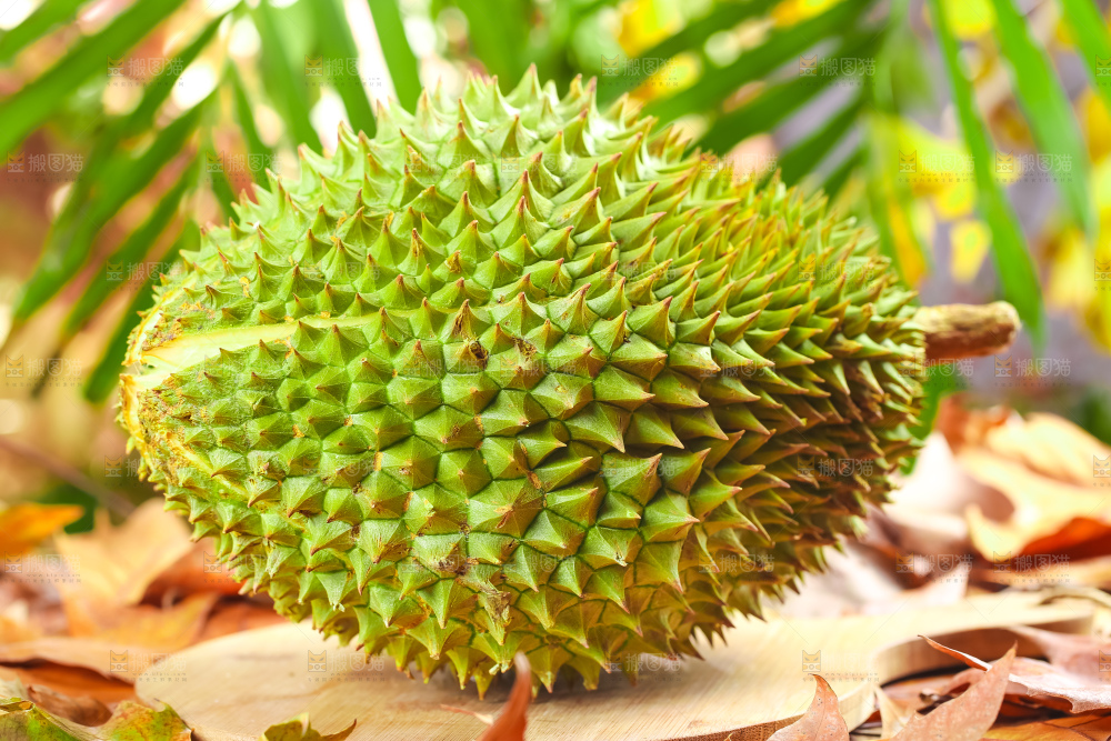 浅底上放着金枕榴莲