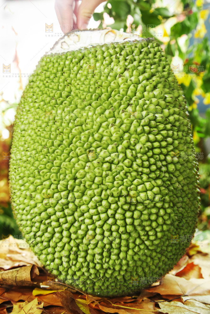 浅底上的泰国红心菠萝蜜