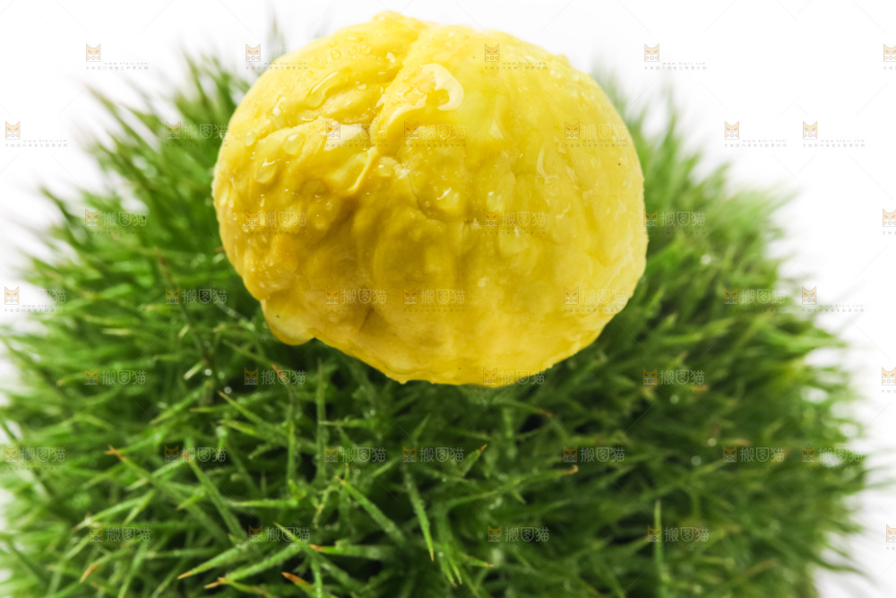 白底上摆放着板栗