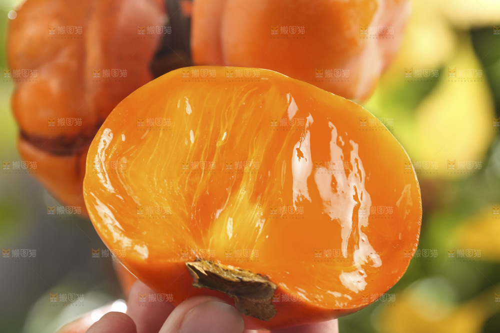 树枝上挂着磨盘柿